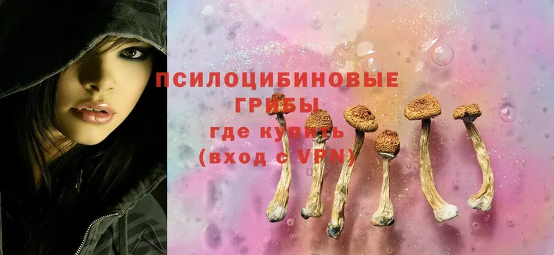 купить закладку  Владикавказ  Псилоцибиновые грибы Cubensis 